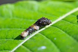 Image result for Argyrolobium macrophyllum