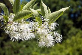 Image result for Chionanthus niloticus