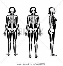 The head bone (actually made up of 22 separate bones) is not connected to the neck bone, but rather to. Woman Skeleton Vector Photo Free Trial Bigstock