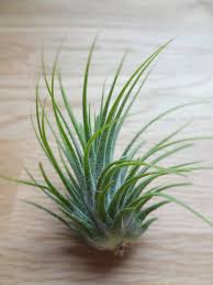 Image result for Tillandsia