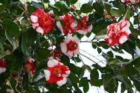 Pin On Camellia