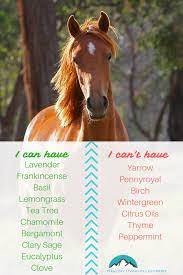 The Best Essential Oils That Are Safe For Pets Part 2 Healthy Living In Colorado Llc Horses Fly Spray For Horses Horse Care
