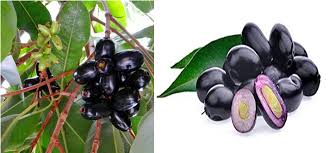 Image result for Syzygium cumini