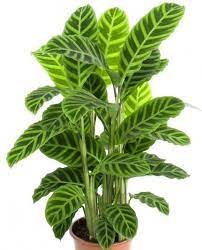 Zebra banci keladi upacara bendera tangga sirkus hotel pohon rukam stuna ; Gambar Bunga Zebra