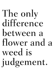 Pin By Catherine Moret On Wisies Garden Quotes Gardening Quotes Funny Flower Quotes