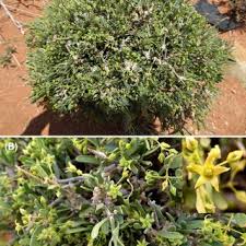 Image result for Vincetoxicum stenolobum