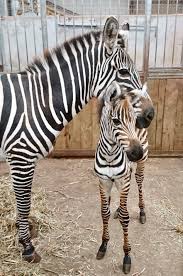 News South Lakes Safari Zoo