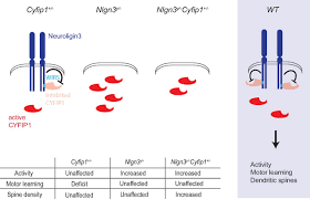 A solidão é a pior companhia que a pessoa pode ter ao seu lado. Complex Interactions Between Genes And Social Environment Cause Phenotypes Associated With Autism Spectrum Disorders In Mice Eneuro