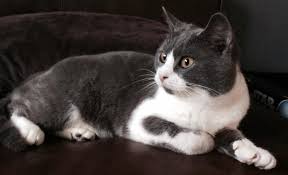 British Shorthair Bicolor Cat Breed Everything About Cats