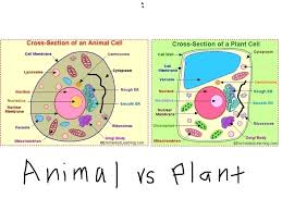 We did not find results for: Science Lesson 3 Cells Diagram Quizlet