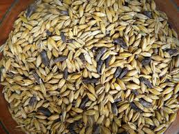 Siamo sicuri che sull'isola ci fosse davvero la segale cornuta, dato. Ergot Cos E Questo
