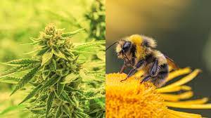 First, the ants insert seeds of the fruit plant in the cracks in tree bark. Study Finds Bees Don T Just Love Cannabis It Can Also Help Save Their Dying Populations