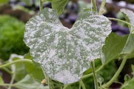 Can moldy flowers make you sick? How To Treat Powdery Mildew Using Homemade And Organic Remedies