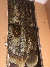 By contrast, bee houses—also called bee hotels—attract and house solitary bee species. Insane Discovery 30 000 Bees And 40 Pounds Of Honey Inside The Walls Of A House The Washington Post