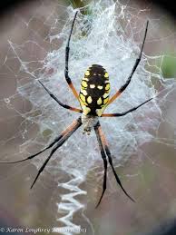 Black And Yellow Striped Spider Australia Aranha Black And Yellow Argiope Aurantia Artropodes Animais Selvagens Insetos