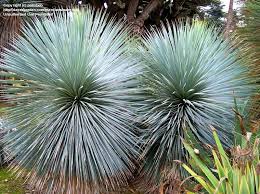 Yucca Rostrata Blue Velvet Now With Half The Normal Yucca Unpleasantness Yucca Rostrata Water Wise Plants Desert Plants