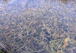 Image result for Potamogeton schweinfurthii