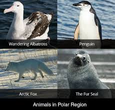 Penguins are a group of aquatic flightless birds. Penguin Facts Cool Kid Facts