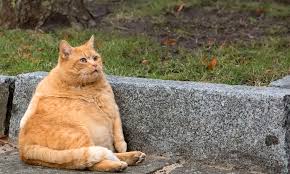 Gato gordo o con sobrepeso y problemas articulares | Arandovo