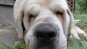 The spanish language is beautiful and romantic. 125 Spanish Dog Names For Female Dogs The Paws