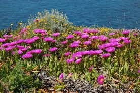 Image result for Carpobrotus