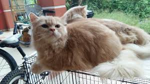 Memberikan susu manusia untuk kucing bisa menyebabkan kucing multivitamin sebenarnya bukan obat untuk diare, multivitamin disini berperan untuk menaikkan daya tahan tubuh si kucing. Kucing Untuk Dijual Manjung Ipoh Eintan Nurfuzie Lifestyle Beauty Travel Tips Rawatan Kucing Review