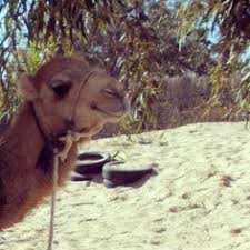 If you're certain the snake that delivered the bite was venomous, you need to know whether the snake was an elapid (a member of the cobra family) or. Spana Spanacharity Profile Pinterest