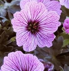 Separate the offsets from the parent plant with a sharp, clean knife at the base. Hardy Geranium Cranesbill At Portland Nursery And Garden Center