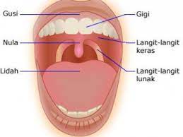 Rongga hidung dan rongga mulut dibatasi oleh. Fungsi Mulut Dan Rongga Mulut Manusia