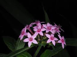 Image result for Pentas herbacea