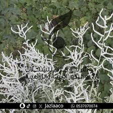 Image result for Aerva javanica