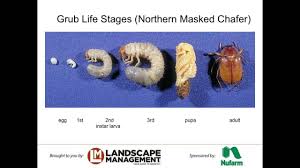 At this point, you will need to apply a regular grub killer. Top 10 Best Grub Killers 2021 How To Get Rid Of Grubs Buyer S Guide