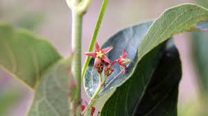 Image result for Tacazzea