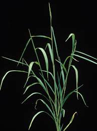 Image result for Ischaemum