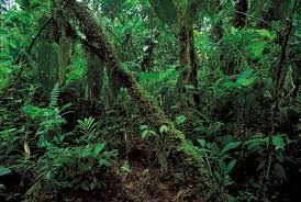 Due to the regular growth of the plants, there is a regular supply of abundant food for the animals throughout the year. Tropical Rainforest Climate Animals Facts Britannica