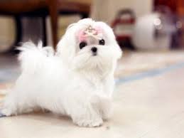 See more of micro teacup maltese on facebook. Micro Maltese Puppies For Sale Tiny Teacup Maltese Puppies