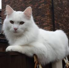 💔🐾💔🐾💔🐾💔🐾💔🐾💔🐾💔🐾 CASPER IS STILL MISSING/STOLEN FROM STOCKPORT,  CHESHIRE IN MAY OF 2022. NOT A DAY GOES BY THAT WE DON'T THINK OF OUR  BEAUTIFUL BOY AND CONTINUE TO SEARCH FOR HIM DAILY!