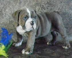 We want to give a warm welcome to 8 puppies, 5 girls and 3 boys! Available Bulldogs Ohio Rare Bulldog Breeder Black Black Tan Blue Chocolate Tri Color American Bulldog Puppies Bulldog Puppies For Sale English Bulldog