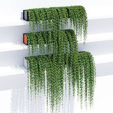Sunset Ivy 3d Model Hanging Plants Plant Decor House Plants Decor
