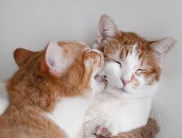 Kedi Ciftlesmesi Kedi Ciftlesmesi Ne Kadar Surer Miyhav Com Sevimli Kediler Cok Sirin Hayvanlar Cute Kittens