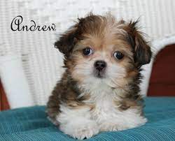 May 21, 2021 by admin. Previous Mi Ki Puppies Royal T Mi Kis