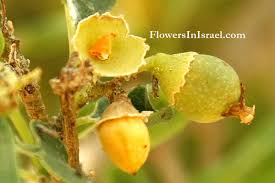 Image result for Cordia sinensis
