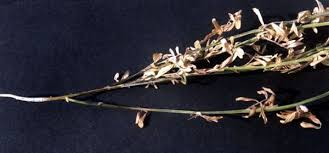 Image result for Sesamum parviflorum