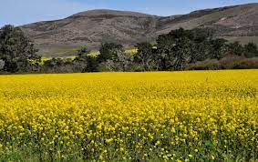 Palest lemon yellow to cream centers. Mustard Field In Half Moon Bay Ca California Photos Places To Travel Travel