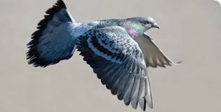 Image result for pigeons