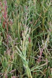 Image result for Sarcocornia perennis