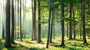 Prix d un hectare de bois. Defiscalisation L Appel De La Foret Les Echos