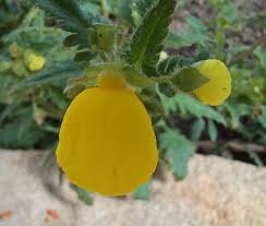 Image result for Calceolaria tripartita