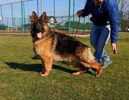 Amish puppy mills exposed more on the amish and puppy mills. Super Nice German Shepherd For Sale In Germany Asap Vom Aldamar Son 7 German Shepherd For Sale German Shepherd Family Protection Dogs