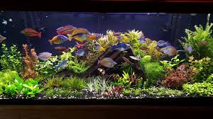 The Custom Micro Mix Thread Custom Aquascape Micro